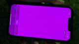 iPhone 13 đồng loạt bị màn hình hồng, Apple phủ nhận lỗi phần cứng