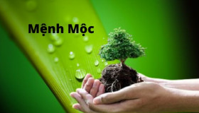 Phong thuỷ mệnh Mộc nên chọn điện thoại màu nào hợp, may mắn