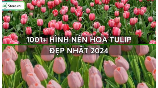 1001+ Hình nền hoa Tulip đẹp nhất, chất lượng full HD, 4K sắc nét