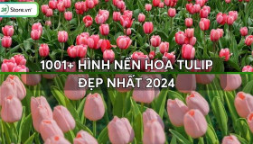 1001+ Hình nền hoa Tulip đẹp nhất, chất lượng full HD, 4K sắc nét