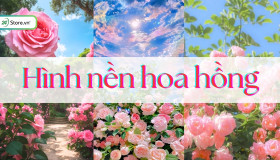 199+ Hình nền hoa hồng ĐẸP NHẤT, 8K cho điện thoại, máy tính