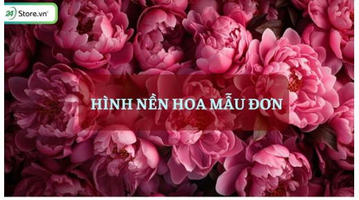 199+ Hình nền hoa mẫu đơn đẹp nhất, rạng rỡ, THU HÚT