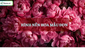 199+ Hình nền hoa mẫu đơn đẹp nhất, rạng rỡ, THU HÚT