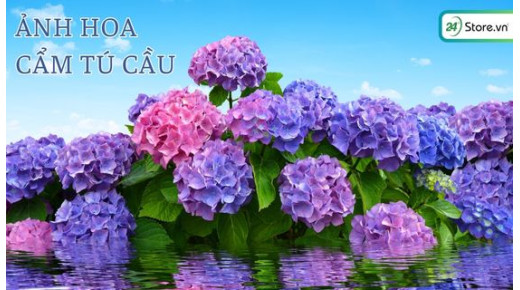 199+ Hình ảnh hoa cẩm tú cầu ĐẸP rực rỡ cho điện thoại, máy tính