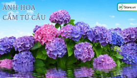 199+ Hình ảnh hoa cẩm tú cầu ĐẸP rực rỡ cho điện thoại, máy tính
