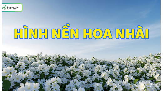 199+ Hình nền hoa nhài đẹp, 4K, MIỄN PHÍ, sắc nét