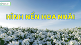 199+ Hình nền hoa nhài đẹp, 4K, MIỄN PHÍ, sắc nét