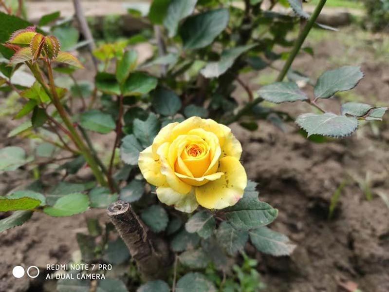 danh gia camera redmi note 7 pro vuot troi suc manh cua xiaomi 3