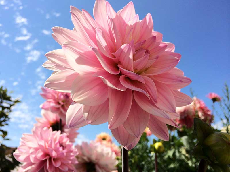 Camera của iPhone 5S Lock thuộc hàng siêu đỉnh iphone 5s 64gb lock cu 99 anh 3