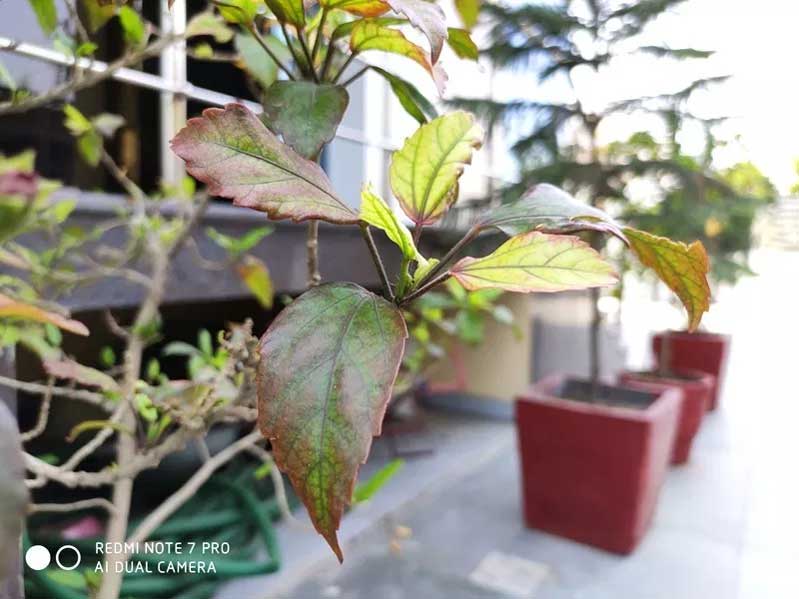 Camera 48MP đỉnh cao trong tầm giá