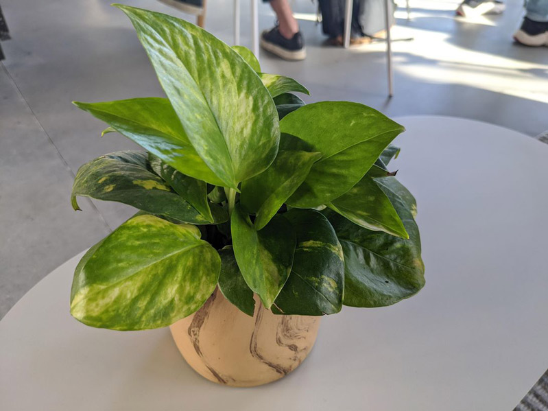 16 bức ảnh chụp bởi Google Pixel 4 hình 7 16 bức ảnh chụp bởi Google Pixel 4