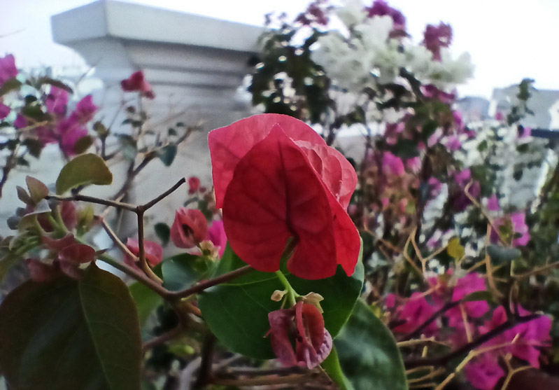 Camera trước M21 Camera trước M21