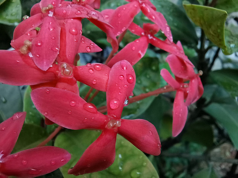 zoom kỹ thuật số 10x