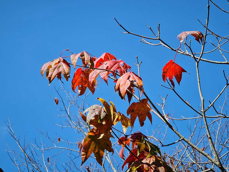 zoom 2x trên note 20 ultra 