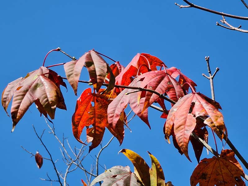 Zoom 5x trên note 20 ultra