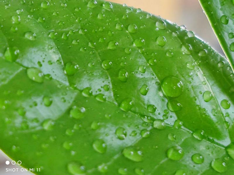 đánh giá camera xiaomi  mi 11 hình 5 ảnh chụp macro xiaomi mi 11