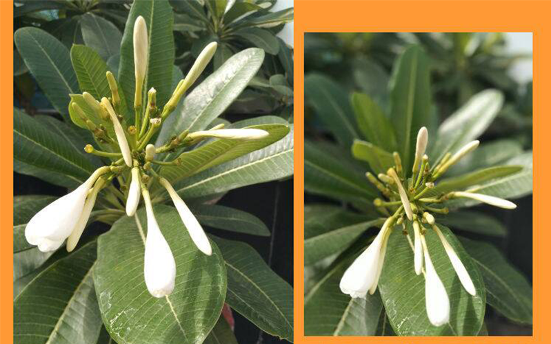 vivo u10 anh hình ảnh chụp từ Vivo U10