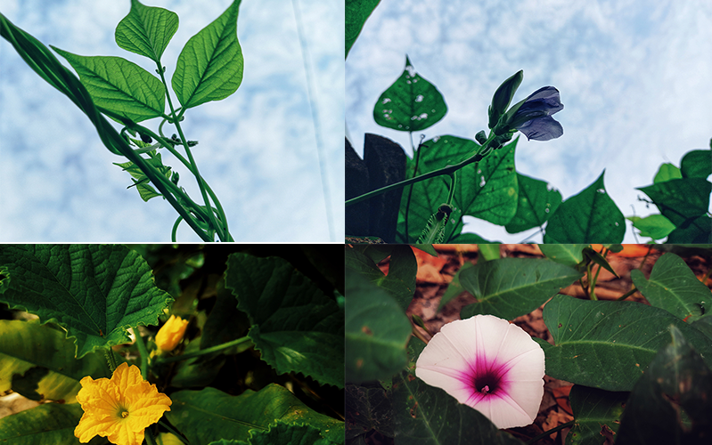 hình chụp góc rộng camera galaxy a12