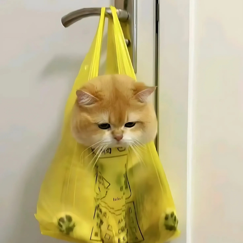 meme mèo biểu cảm chảnh nhạt