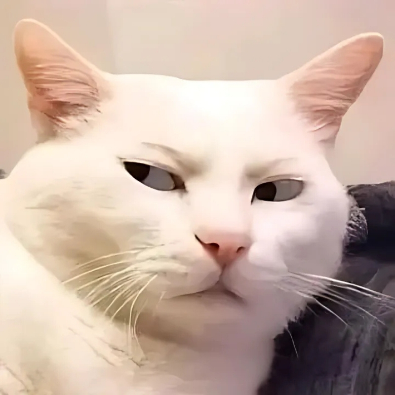 meme mèo biểu cảm cực đẹp