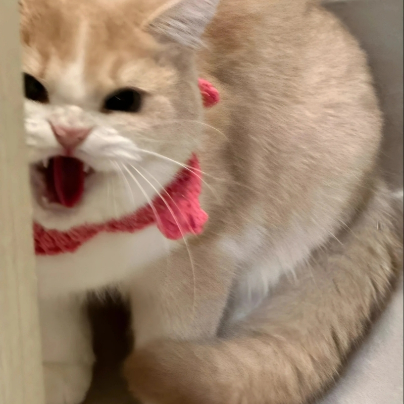 meme mèo biểu cảm cười tuyệt