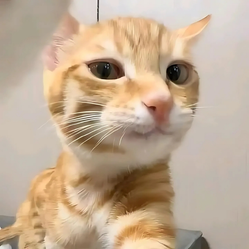 meme mèo biểu cảm đẹp kiến thức