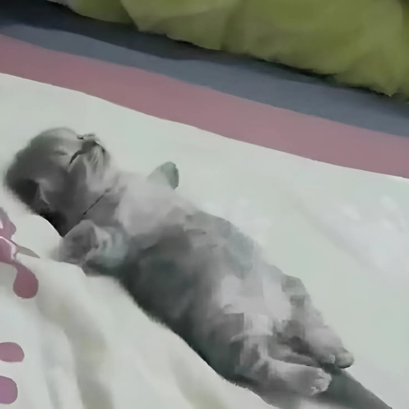 meme mèo biểu cảm hài hước