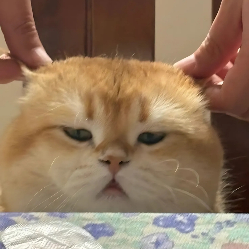meme mèo biểu cảm hài luôn