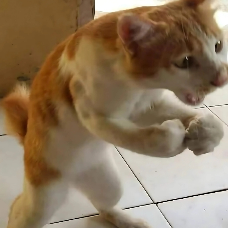 meme mèo biểu cảm long lanh