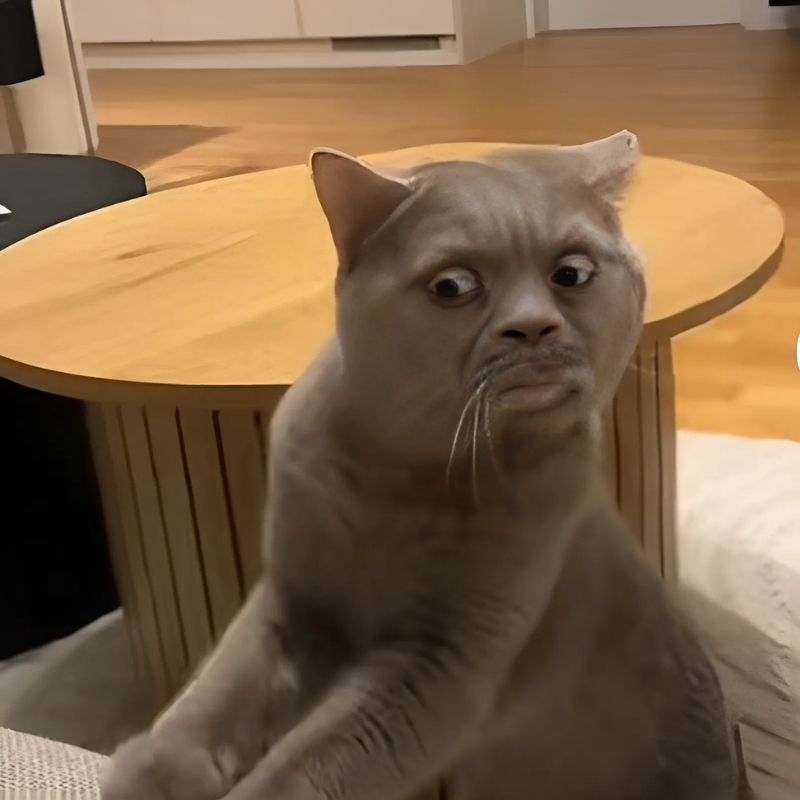 meme mèo biểu cảm rực rỡ