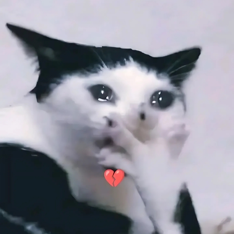 meme mèo biểu cảm sang chảnh