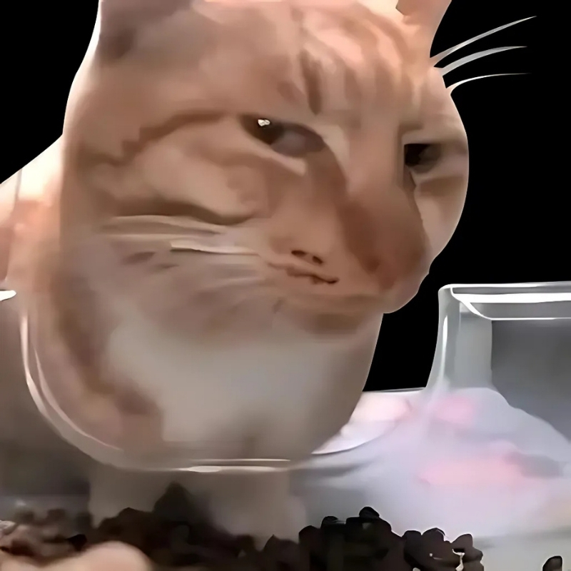 meme mèo biểu cảm thú vị
