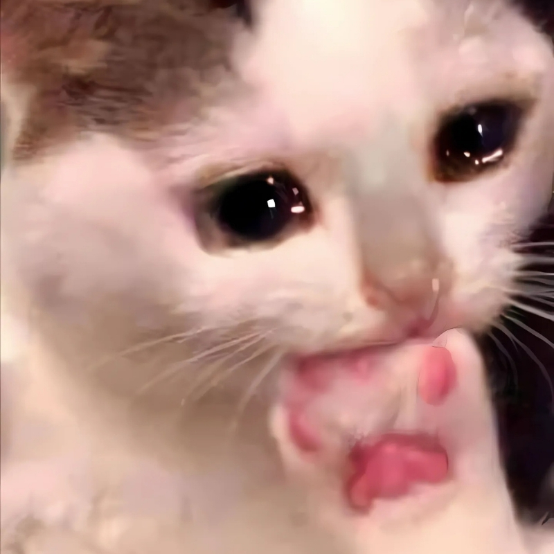 meme mèo biểu cảm tinh tế