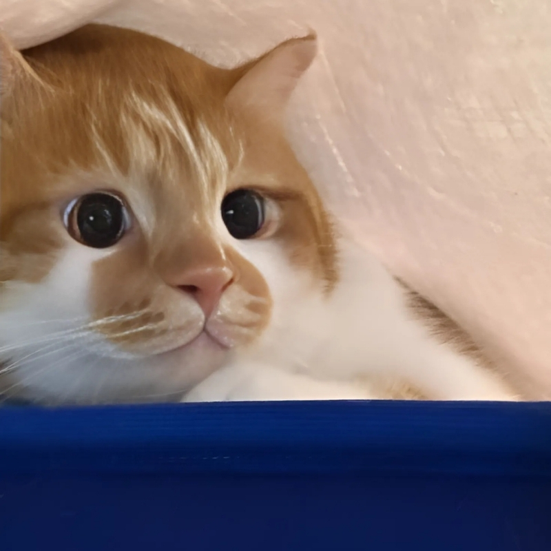meme mèo biểu cảm tuyệt đẹp