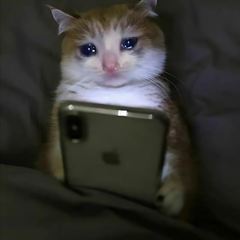 meme mèo buồn đẹp kiến thức