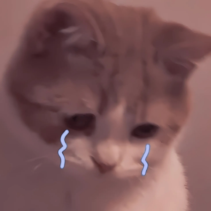meme mèo buồn thú vị