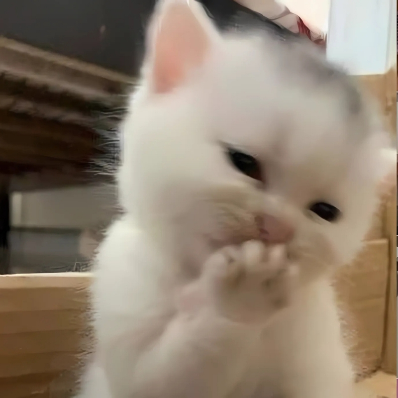meme mèo cười che miệng đẹp nhất