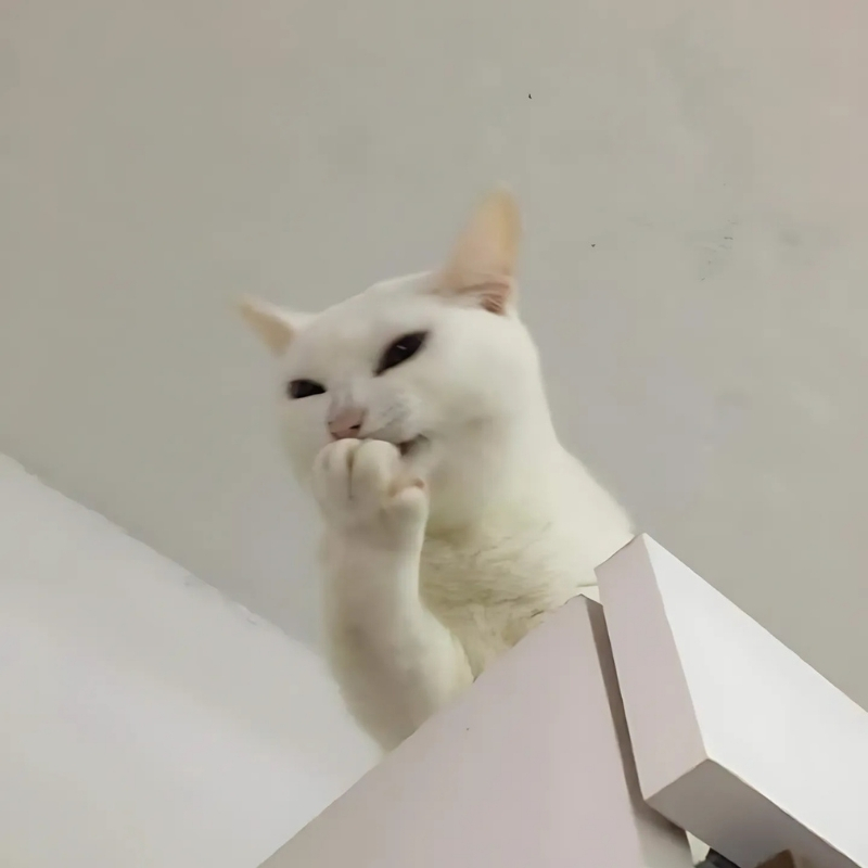 meme mèo cười che miệng hài hước