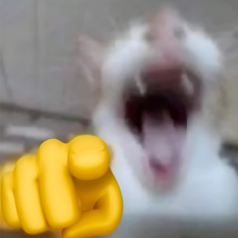 meme mèo cười chỉ tay đẹp nhất