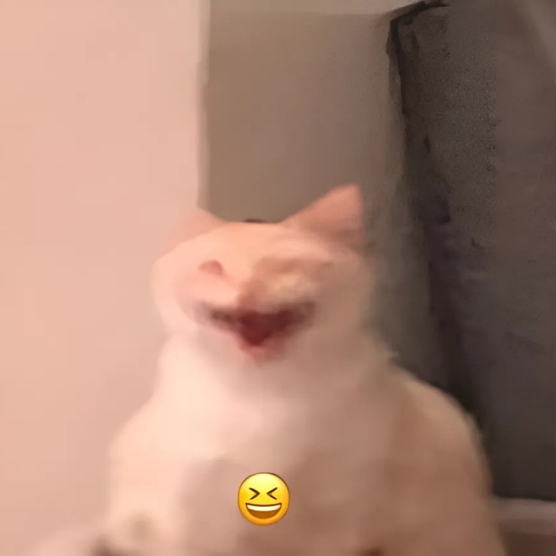 meme mèo cười haha cực đẹp