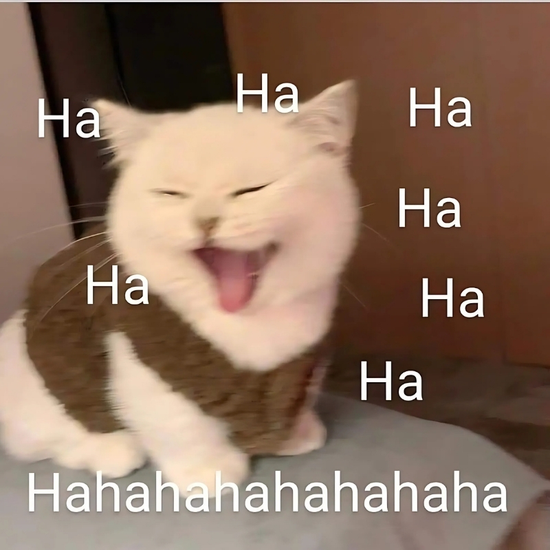 meme mèo cười haha hài hước