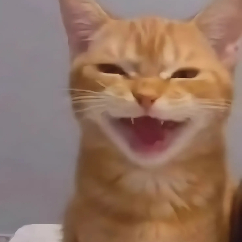meme mèo cười haha kiểu sang