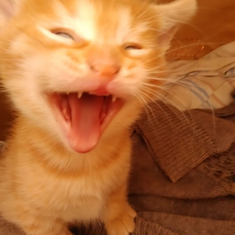 meme mèo cười haha nhật bản