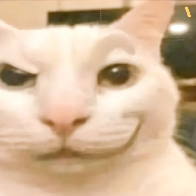 meme mèo cười haha thu hút