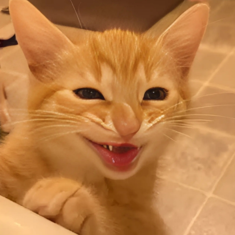 meme mèo cười haha thú vị