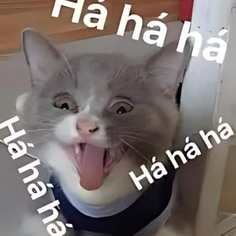 meme mèo cười haha tinh tế