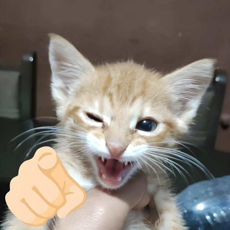 meme mèo cười haha xinh xắn