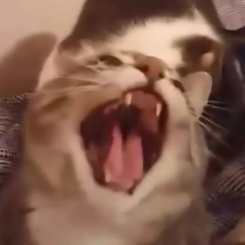 meme mèo cười nhẹ răng hài hước