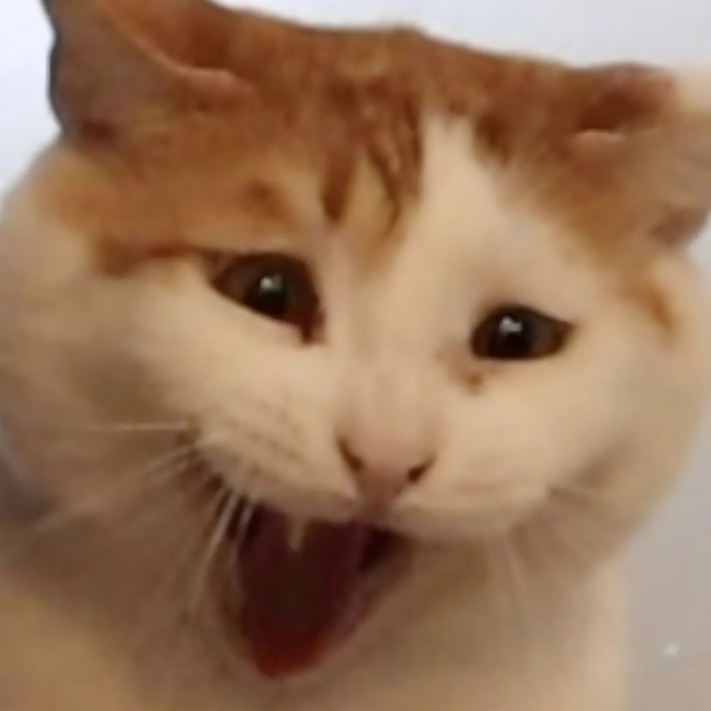 meme mèo cười nhẹ răng kiểu sang