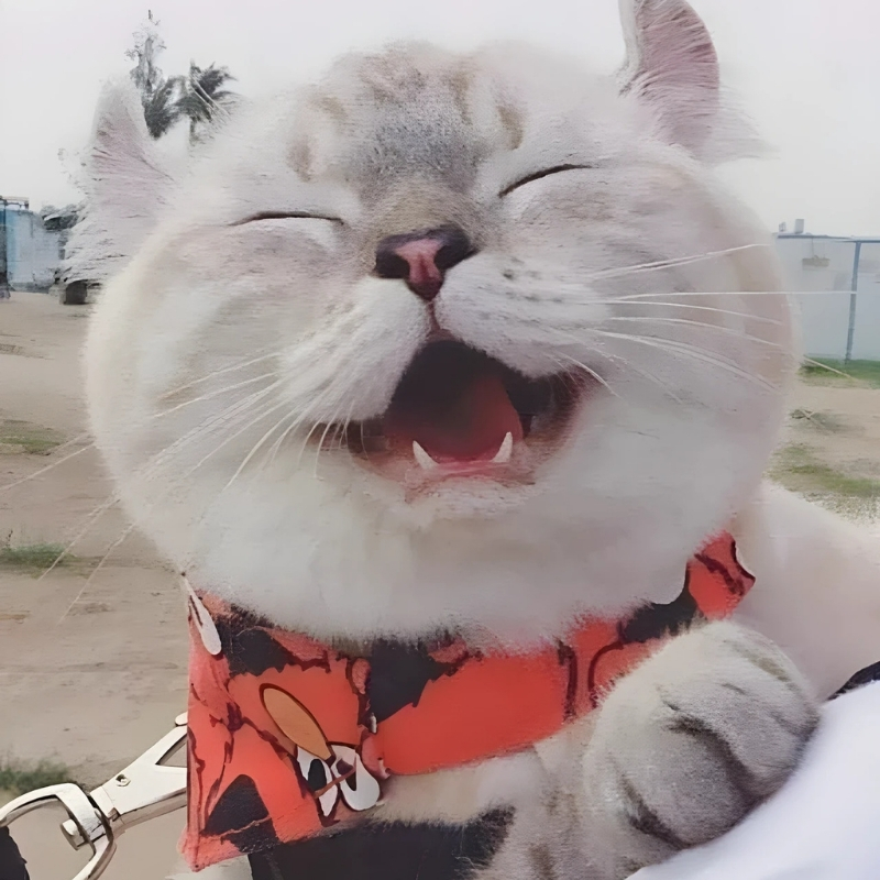meme mèo cười nhẹ răng nhật bản